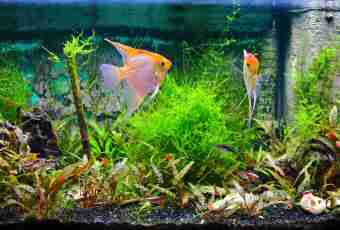 How to get rid of muddy water in an aquarium