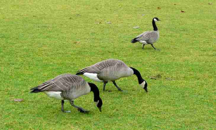 How to define a sex of geese