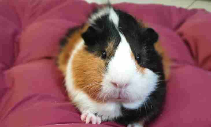 Guinea pig: as she looks