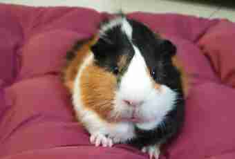 Guinea pig: as she looks
