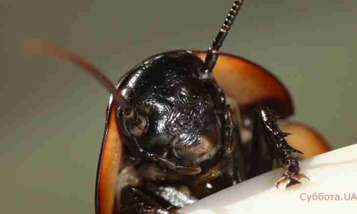 Madagascar cockroach: monster or pet