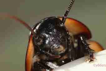 Madagascar cockroach: monster or pet