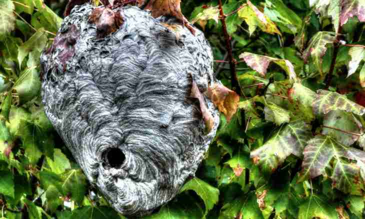 What animal suits nests