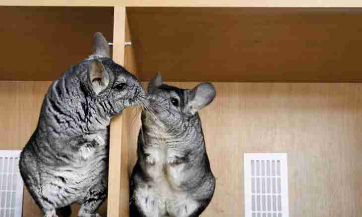How to distinguish a female and a male of chinchillas