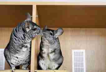 How to distinguish a female and a male of chinchillas