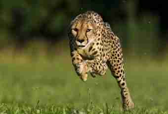 What animals the fastest