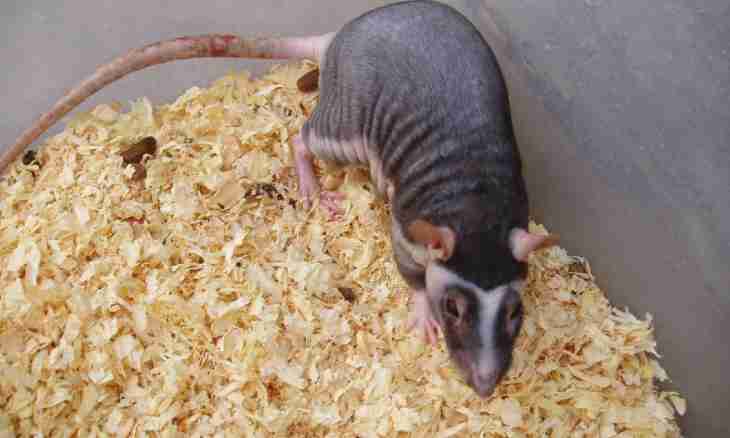 How to feed a domestic rat