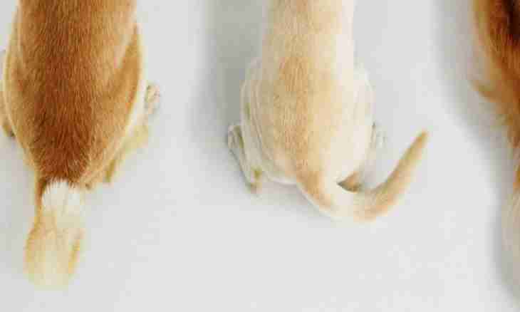 How to stop a tail at dogs