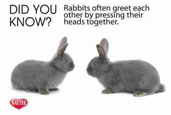Subtleties and nuances when choosing a rabbit