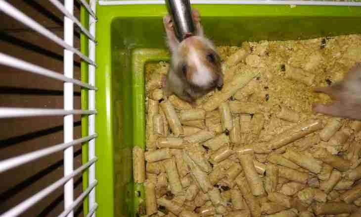 What to feed the Syrian hamster with