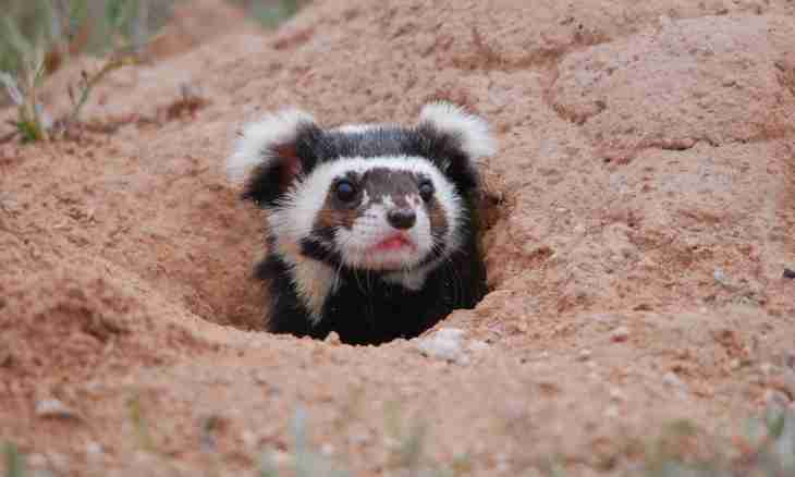 All about a polecat: how to feed and look after