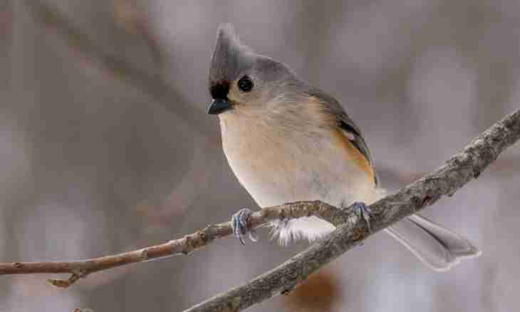 How to catch a titmouse