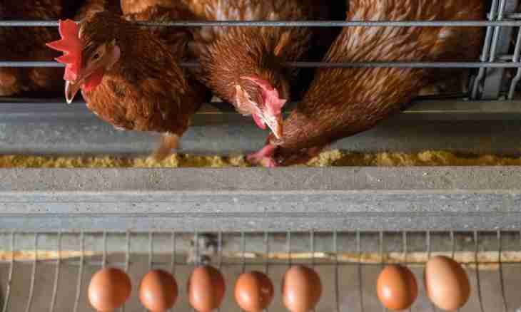 Why hens peck eggs