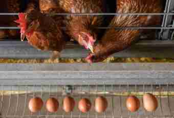 Why hens peck eggs