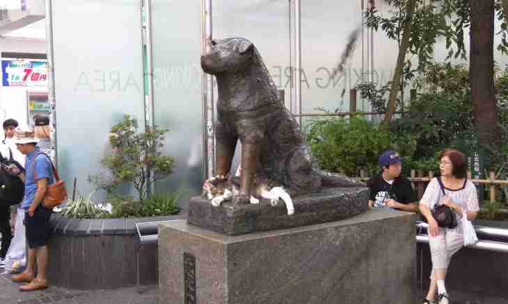 Real history of a dog of Hachiko