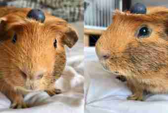 How to distinguish a guinea pig of a male from a female