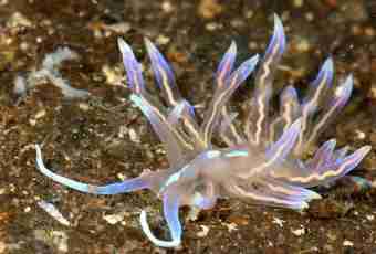 What is a sea angel (mollusk)