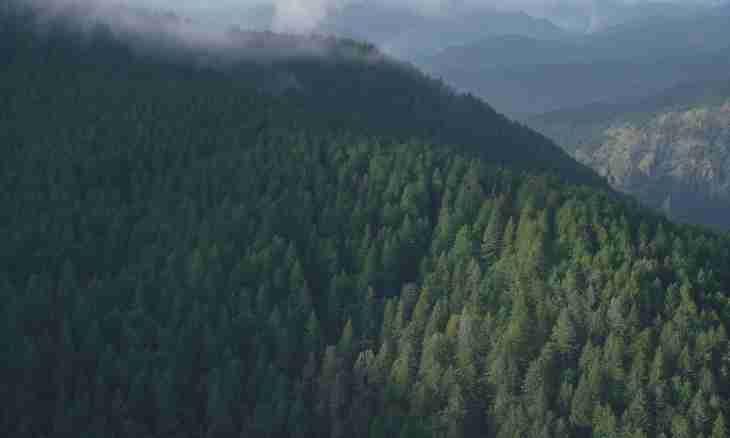 Who lives in evergreen forests