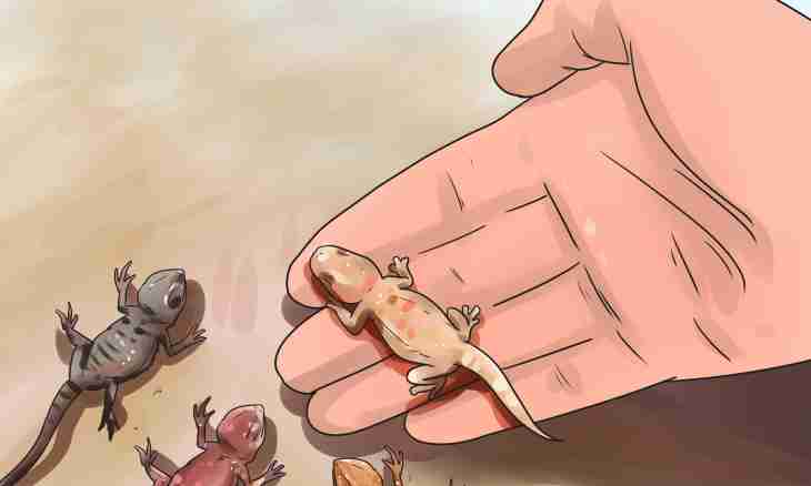 How to breed lizards