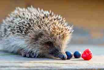 Whether it is possible to keep a hedgehog in house conditions