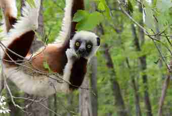 Whether it is possible to grow up a lemur in house conditions?
