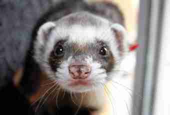 How to choose a polecat
