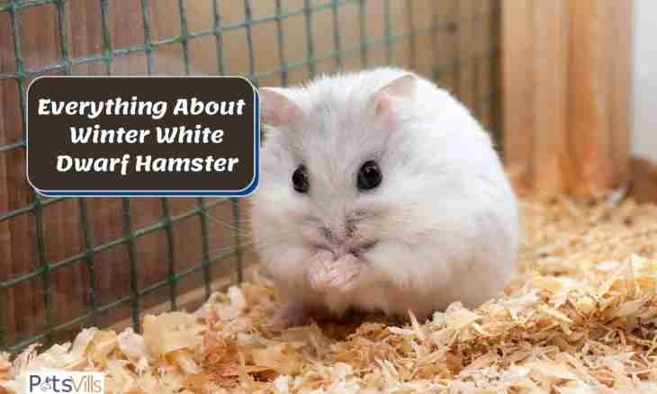 How to choose a forage for a hamster