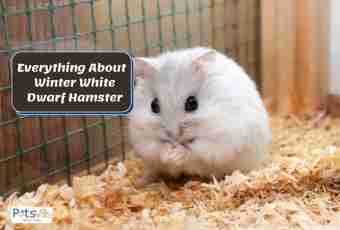 How to choose a forage for a hamster