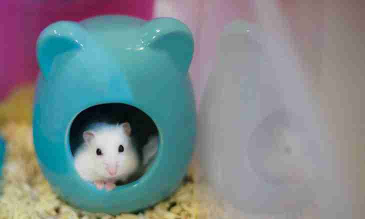 How to train a hamster
