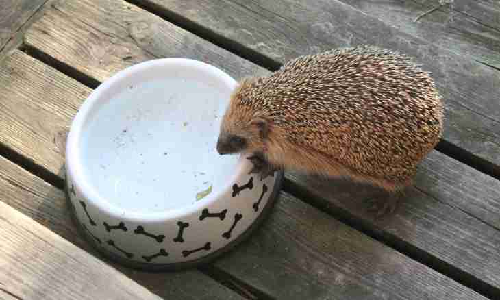 Keeping of a hedgehog in house conditions
