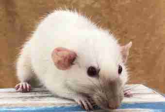 How to support a white rat