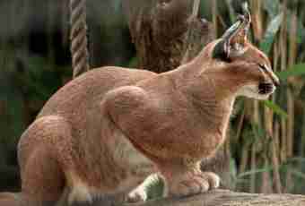 Features of keeping of a caracal in house conditions