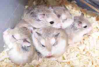 How to breed Asian hamsters