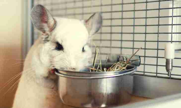 How to look after a chinchilla: features of contents, food and education