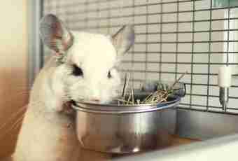 How to look after a chinchilla: features of contents, food and education