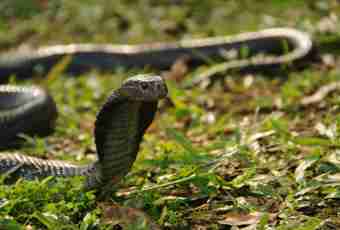 Cobra: habitat, sizes and features