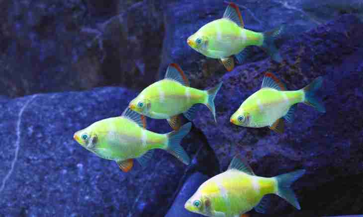 Why small fishes in an aquarium die