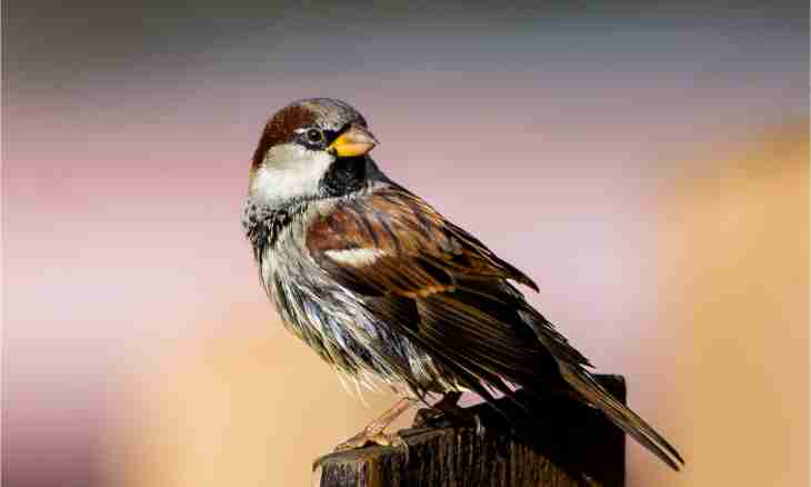 What bird is less, than a sparrow