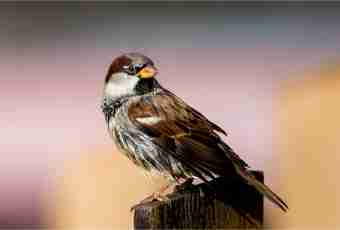 What bird is less, than a sparrow