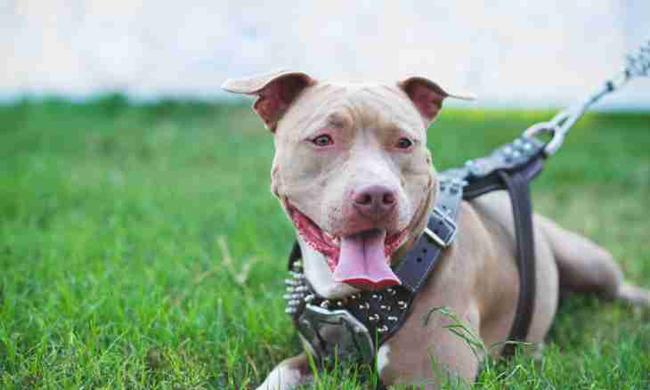 How to call a pit bull terrier