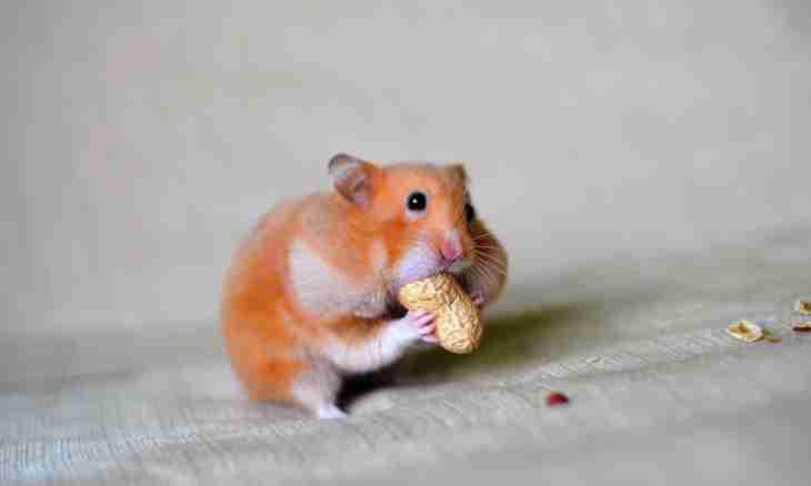 What nuts it is possible for hamsters