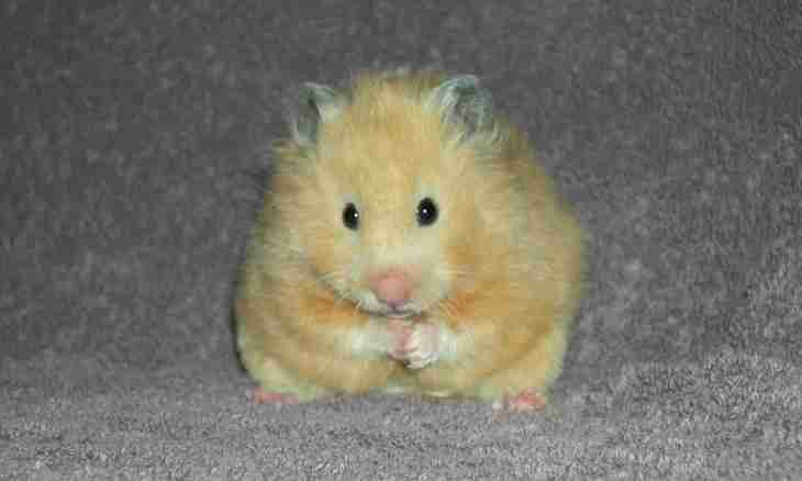 That for breed dwarfish hamsters