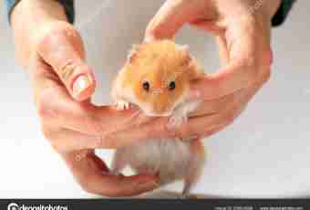 How to accustom a hamster to hands