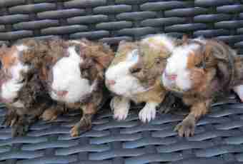 What sounds are made by guinea pigs