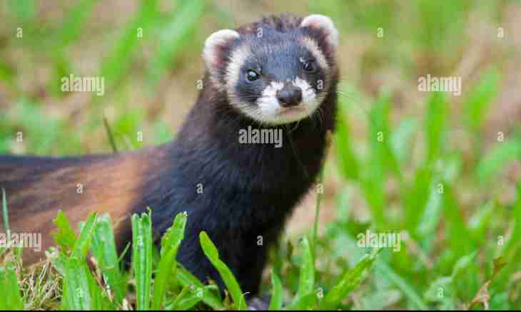 How to determine the age of a polecat