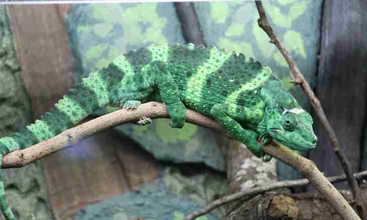 How to look after a chameleon