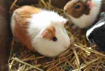 Guinea pigs clever animals?