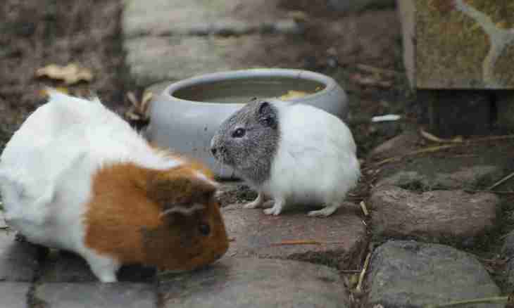 What to feed a guinea pig in house conditions with