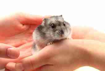 What conditions of keeping of the Dzungarian hamster