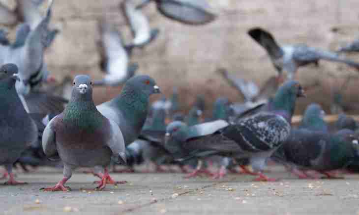 How to distinguish a pigeon from pigeons